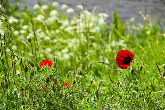 Klaprozenveld – terug naar wie je werkelijk bent