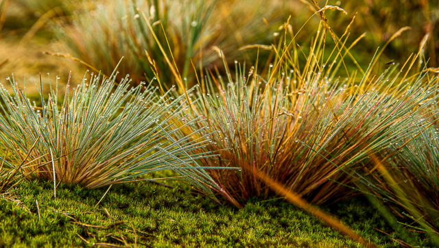 Dauw op mos – natuurlijke rust en zachtheid bij Amethist Natuurcoaching